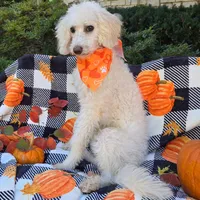 Cottonball, a male Miniature Labradoodle for sale in Mundelein, IL – Photo 2 of 5