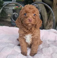 Bonnie, a female Miniature Labradoodle for sale in Mundelein, IL – 5 of 5
