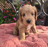 Bosco, a male Miniature Labradoodle for sale in Mundelein, IL – 5 of 6