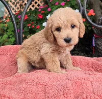 Maple, a female Miniature Labradoodle for sale in Mundelein, IL – 4 of 6