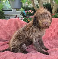 Bailey, a male Labradoodle for sale in Mundelein, IL – 4 of 5
