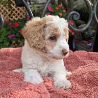 Roscoe, a male Miniature Labradoodle for sale in Mundelein, IL – 5 of 6