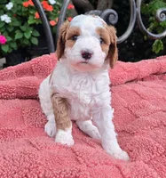 Pancake, a female Miniature Labradoodle for sale in Mundelein, IL – 4 of 5
