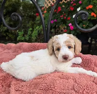 Roscoe, a male Miniature Labradoodle for sale in Mundelein, IL – 2 of 6