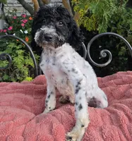Danny, a male Miniature Labradoodle for sale in Mundelein, IL – 6 of 6
