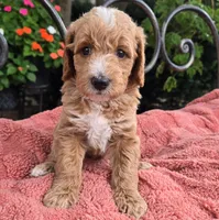 Ace, a male Miniature Labradoodle for sale in Mundelein, IL – 5 of 6