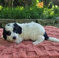 Shasta, a female Australian Labradoodle for sale in Mundelein, IL – 5 of 5