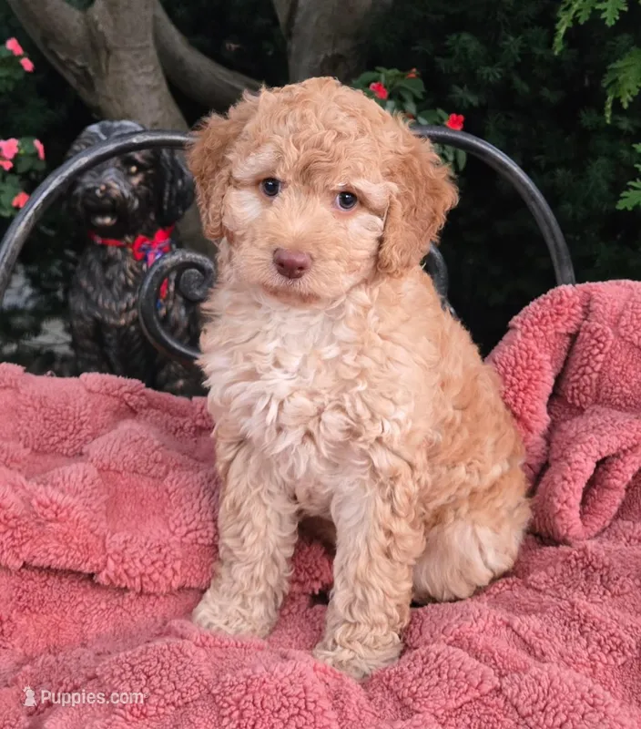 Waffles – Labradoodle puppy for sale in Mundelein, IL