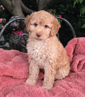 Waffles, a female Labradoodle for sale in Mundelein, IL – 1 of 5
