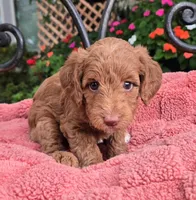 Bella, a female Miniature Labradoodle for sale in Mundelein, IL – 6 of 6