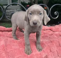Daisy, a female Labrador Retriever for sale in Mundelein, IL – 4 of 5