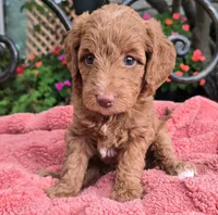 Bella, a female Miniature Labradoodle for sale in Mundelein, IL – 4 of 6