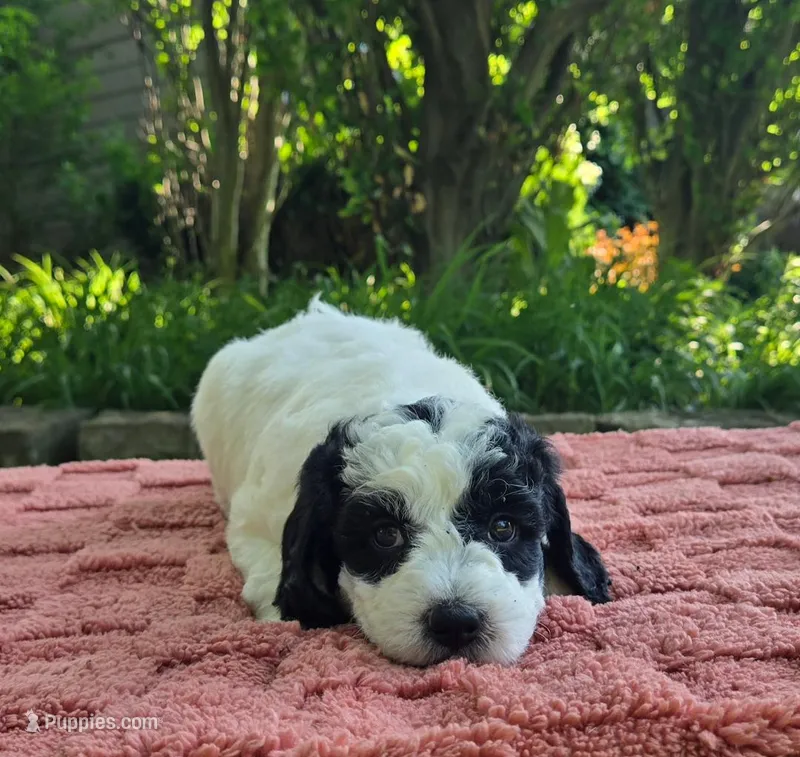Shasta – Australian Labradoodle puppy for sale in Mundelein, IL