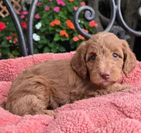 Bella, a female Miniature Labradoodle for sale in Mundelein, IL – 2 of 6