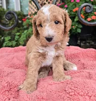 Arlo, a male Miniature Labradoodle for sale in Mundelein, IL – 6 of 6