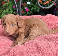 Bella, a female Miniature Labradoodle for sale in Mundelein, IL – 3 of 6