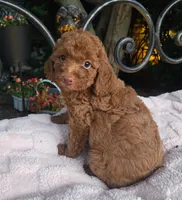 Bonnie, a female Miniature Labradoodle for sale in Mundelein, IL – 4 of 5