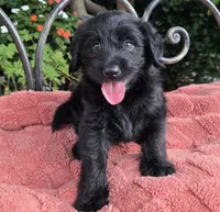 Cuddles, a male Labradoodle for sale in Mundelein, IL – 4 of 5