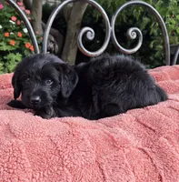 Cuddles, a male Labradoodle for sale in Mundelein, IL – 2 of 5