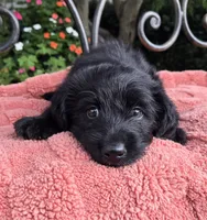 Cuddles, a male Labradoodle for sale in Mundelein, IL – 3 of 5
