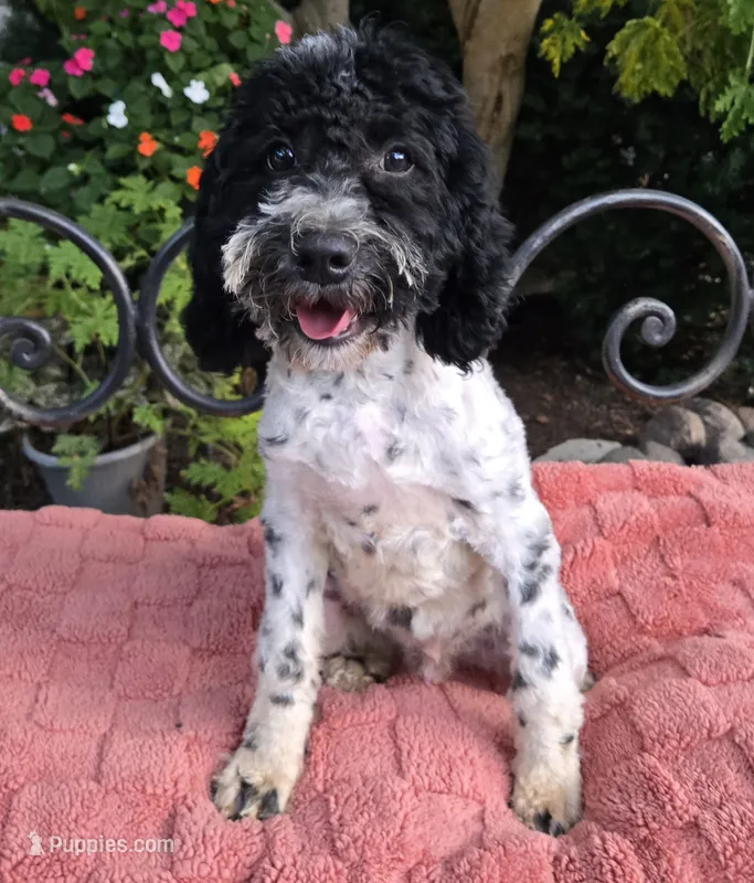 Danny – Miniature Labradoodle puppy for sale in Mundelein, IL