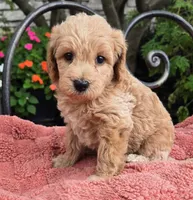 Maple, a female Miniature Labradoodle for sale in Mundelein, IL – 1 of 6