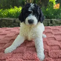 Bandit, a male Australian Labradoodle for sale in Mundelein, IL – 2 of 5