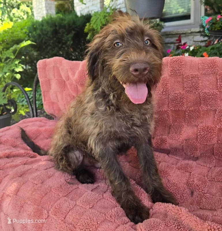 Bailey – Labradoodle puppy for sale in Mundelein, IL
