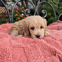 Maple, a female Miniature Labradoodle for sale in Mundelein, IL – 3 of 6