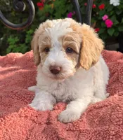 Roscoe, a male Miniature Labradoodle for sale in Mundelein, IL – 4 of 6