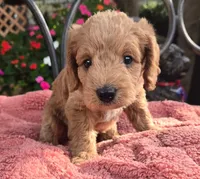 Bosco, a male Miniature Labradoodle for sale in Mundelein, IL – 6 of 6