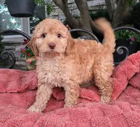 Waffles, a female Labradoodle for sale in Mundelein, IL – 5 of 5