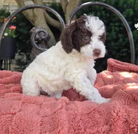 Brandy, a female Australian Labradoodle for sale in Mundelein, IL – 4 of 4