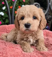 Maple, a female Miniature Labradoodle for sale in Mundelein, IL – 5 of 6