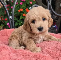 Maple, a female Miniature Labradoodle for sale in Mundelein, IL – 2 of 6