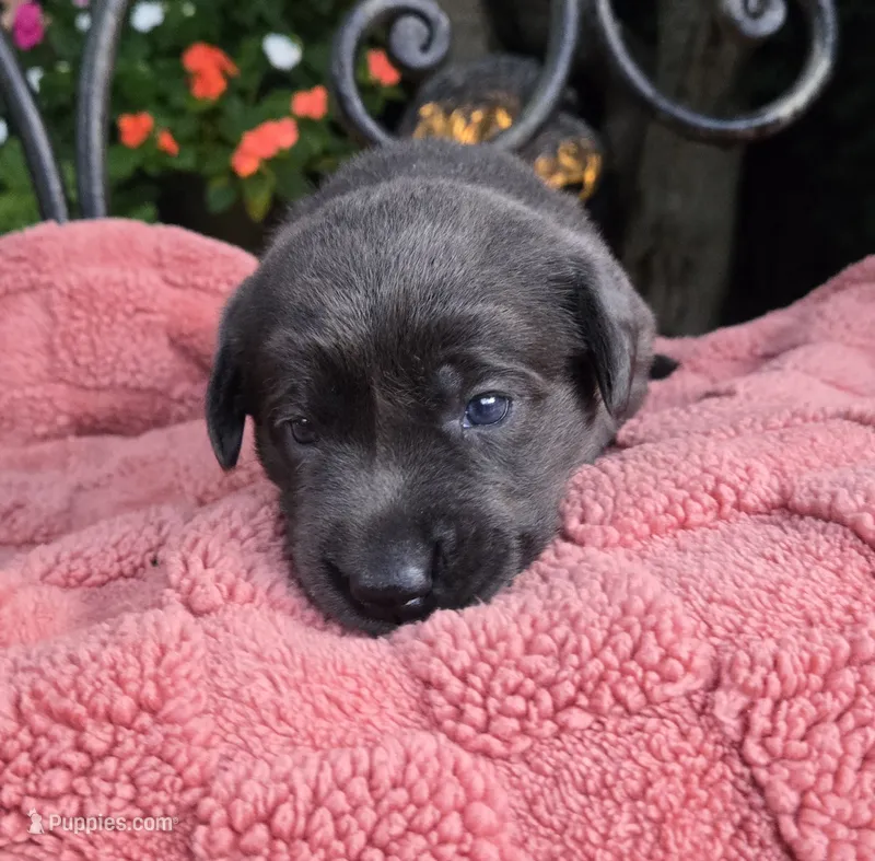 Sammy – Labrador Retriever puppy for sale in Mundelein, IL