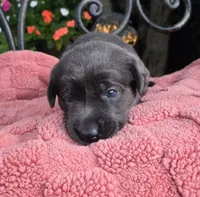 Sammy, a male Labrador Retriever for sale in Mundelein, IL – 1 of 3