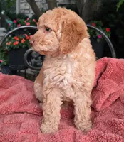 Waffles, a female Labradoodle for sale in Mundelein, IL – 4 of 5