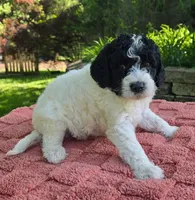 Bandit, a male Australian Labradoodle for sale in Mundelein, IL – 4 of 5