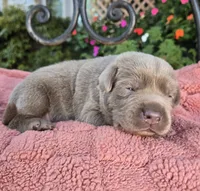 Jade, a female Labrador Retriever for sale in Mundelein, IL – 2 of 4