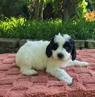 Shasta, a female Australian Labradoodle for sale in Mundelein, IL – 4 of 5