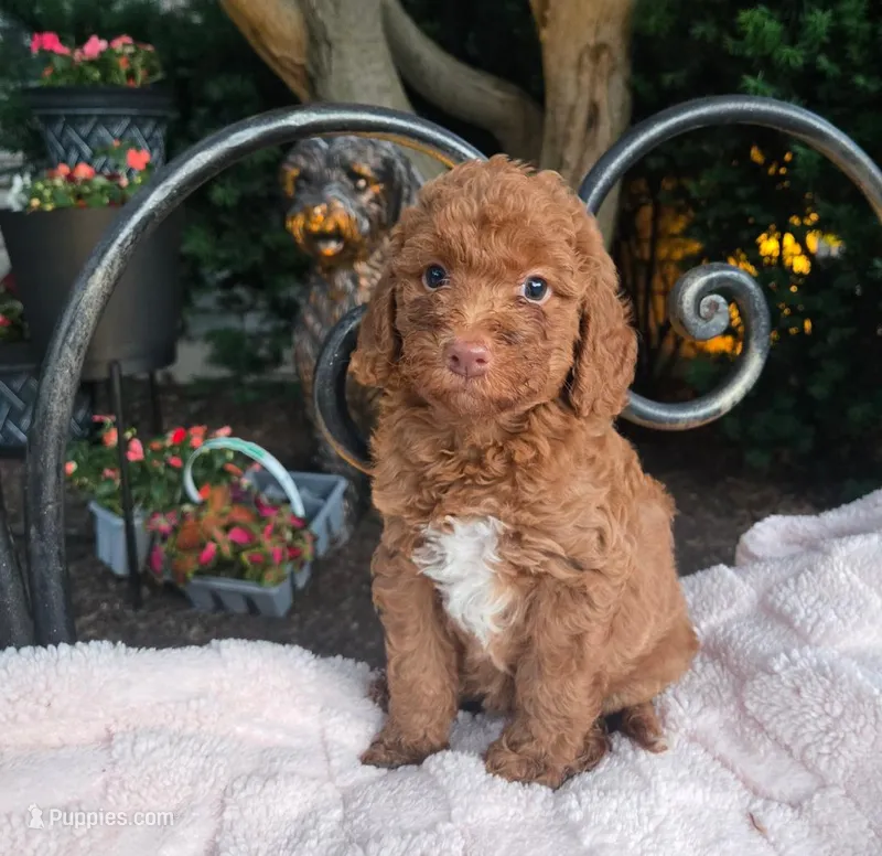 Bonnie – Miniature Labradoodle puppy for sale in Mundelein, IL