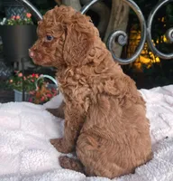 Bonnie, a female Miniature Labradoodle for sale in Mundelein, IL – 3 of 5