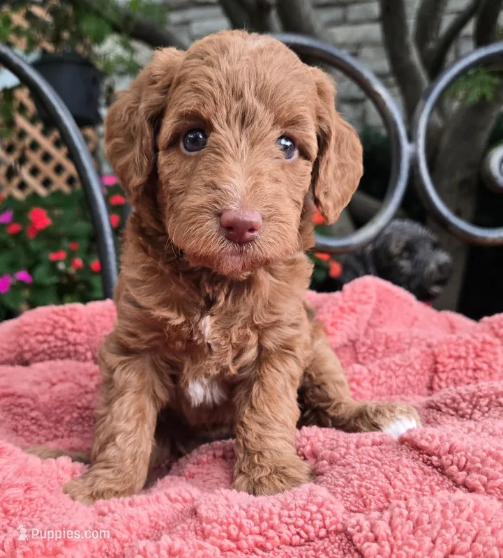 Bella – Miniature Labradoodle puppy for sale in Mundelein, IL