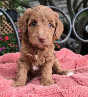Bella, a female Miniature Labradoodle for sale in Mundelein, IL – 1 of 6