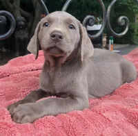 Daisy, a female Labrador Retriever for sale in Mundelein, IL – 3 of 5