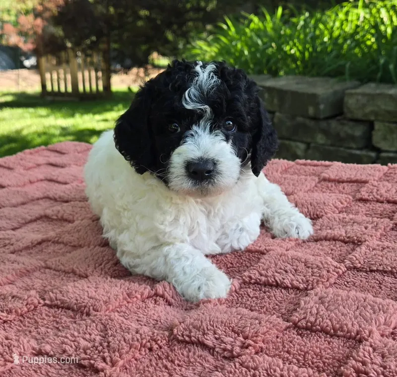 Bandit – Australian Labradoodle puppy for sale in Mundelein, IL