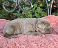 Jade, a female Labrador Retriever for sale in Mundelein, IL – 4 of 4