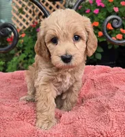 Maple, a female Miniature Labradoodle for sale in Mundelein, IL – 6 of 6
