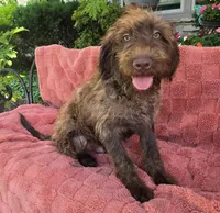 Bailey, a male Labradoodle for sale in Mundelein, IL – 2 of 5